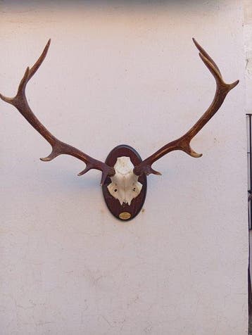 Hert Taxidermie wandmontage - Cervus elaphus hispanicus -, Nieuw