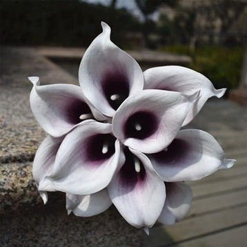 Calla Real Touch Plum Center 7 cm 37 cm lang per stuk, Ophalen of Verzenden, Nieuw