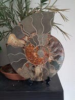 Ammoniet - Gefossiliseerd dier - Aioloceras (Cleoniceras), Verzamelen, Mineralen en Fossielen
