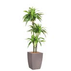 Dracaena Lemon Lime kunstplant, H150cm, Ophalen of Verzenden, Overige soorten, 150 tot 200 cm