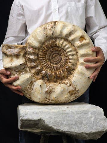 GIGANTISCHE Ammoniet - 39 kg - Gefossiliseerde schelp -, Verzamelen