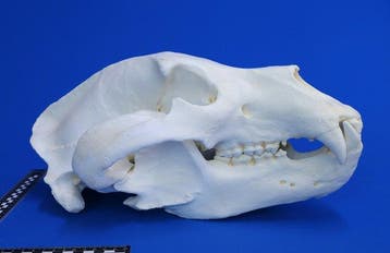 REPLIKA Grizzly-schedel Schedel - Ursus arctos - 27 cm -, Verzamelen, Nieuw
