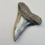 Fine Fossil serrated Sharks Teeth - Fossiele tand -
