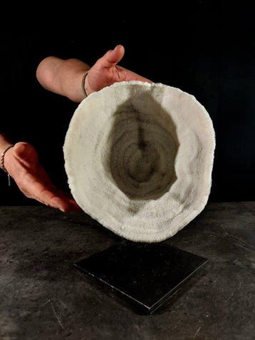fascinerende natuurlijke koraalkom Taxidermie volledige, Nieuw