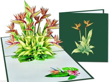 Strelitzia Bloem Paradijsvogelplant Vogelkopbloem Pop-up..., Verzenden, Nieuw