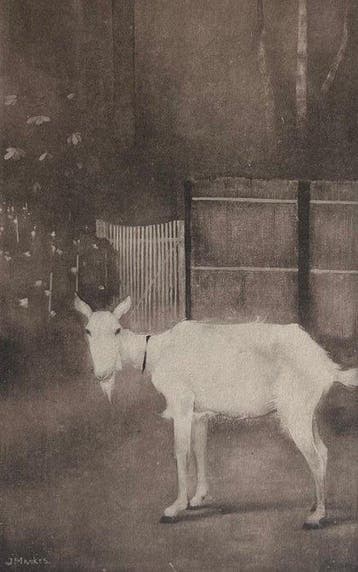 Jan Mankes (1889-1920) - Oude geit, Antiek en Kunst