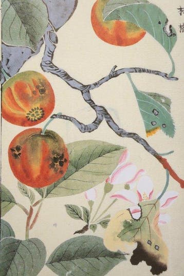 Honzozufu [Beperkte editie 256/700] Doos 4 (16 boeken)