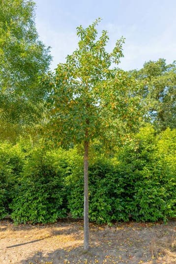 Malus Golden Hornet hoogstam 16/18, Tuin en Terras