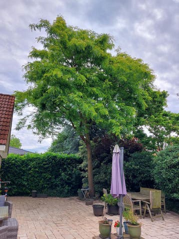 Boomveiligheidscontrole (BVC)/Visual Tree Assessment (VTA), Garantie, Tuinonderhoud of Snoeiwerk