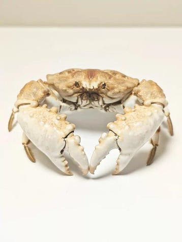 Krab Taxidermie wandmontage - Halimede ochtodes - 3 cm - 7