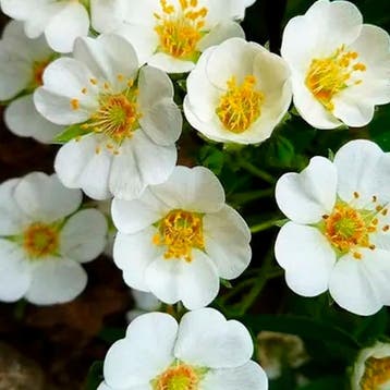 Vijfvingerkruid Bloementuin Collectie – 3 Planten, Tuin en Terras, Verzenden, Vaste plant, Overige soorten, Volle zon