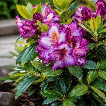Rhododendron Hybr. Happy Dendron ® Pushy Purple container, Verzenden, Overige soorten, Halfschaduw