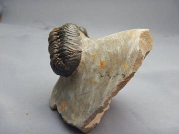 Fossiel - Gefossiliseerd dier - Phacops - 7 cm