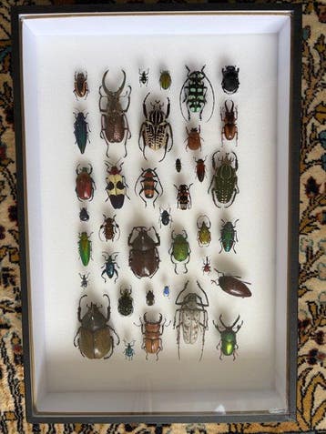 Themacollectie - Entomologisch kader - deyrolle, Nieuw