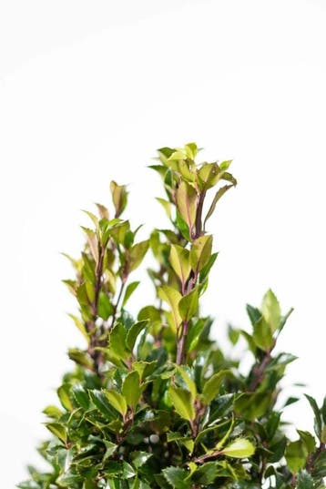 Hulst Ilex meserveae Heckenpracht Haag 80-100 Kluit, Tuin en Terras, Planten | Struiken en Hagen