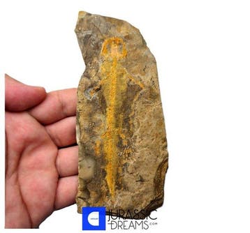 Museumwaardige zeldzame Jeholotriton paradoxus - primitieve
