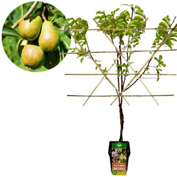 Pyrus communis Conference perenboom leipakket + Pot 23cm, Verzenden, Volle zon