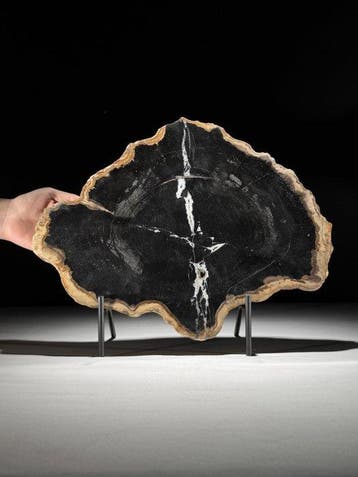 C - Prachtige grote plak versteend hout op een maatwerk