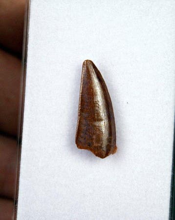 Dinosaurus - Fossiele tand - Abelisauridae