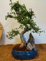Japanese iep bonsai (Zelkova) - Hoogte (boom): 36 cm -, Antiek en Kunst