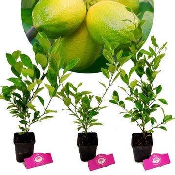 citrus auratifolia Limoen + Pot 9cm 3 stuks, Verzenden, Volle zon