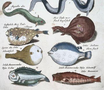Matthäus Merian (b.1593); Hand coloured folio: Sturgeon,