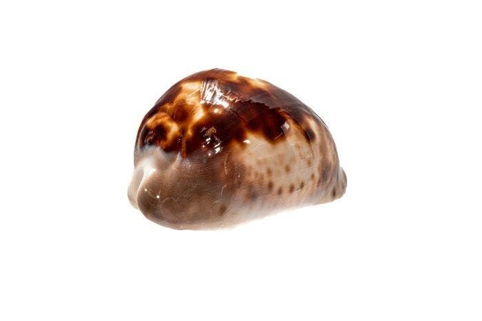 kauri-schelp  GEM  zeeslak  TOP donkere tekening, Verzamelen, Dierenverzamelingen