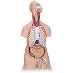 Anatomie model torso met organen, unisex, 16-delig, 87cm, Nieuw