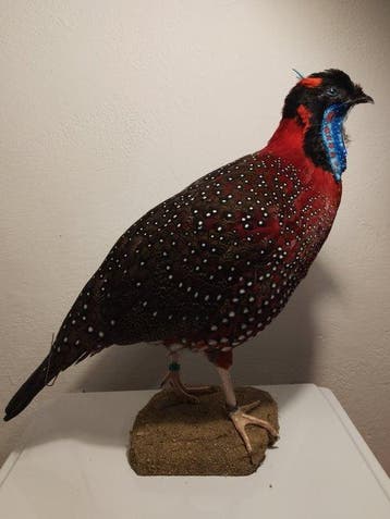 Fazant Taxidermie volledige montage - Tragopan satyra - 48, Nieuw