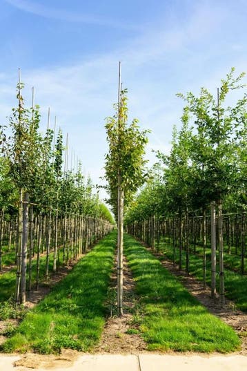 Amelanchier arborea Robin Hill hoogstam