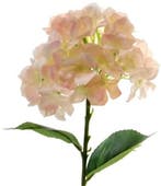 Hortensia Hydrangea Peach Zijdenbloem Single 45 cm, Ophalen of Verzenden, Nieuw