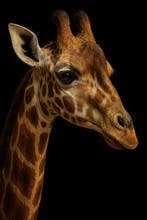 Tristan Mottier - Gardienne des cimes