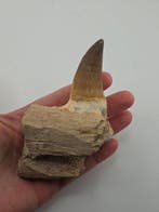 Mosasaurus - Fossiele tand - 10 cm (Zonder minimumprijs), Verzamelen