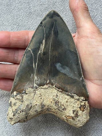 Grote Megalodon-tand 13,7 cm - Fossiele tand - Carcharocles