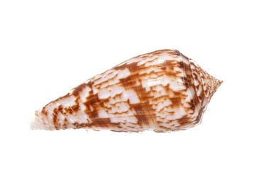 Diepzeerariteit: Conus kinoshitai (52 mm) uit de Filipijnen
