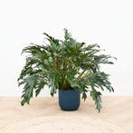 Green Bubble - Philodendron Xanadu - 70cm - Ø30 cm, Ophalen of Verzenden