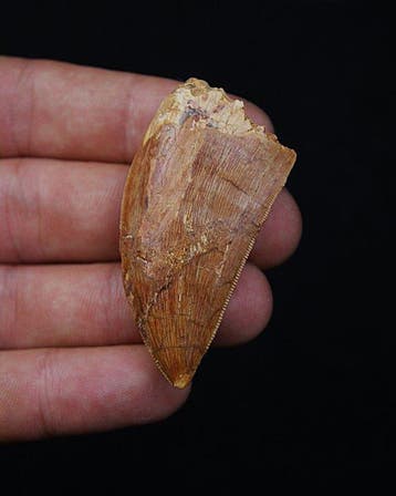 Dinosaurus - Fossiele tand - Carcharodontosaurus saharicus, Verzamelen, Mineralen en Fossielen