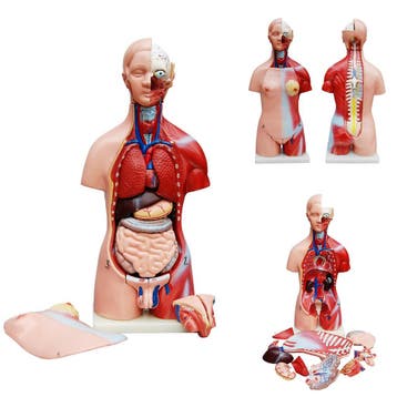 Anatomie model torso met organen, tweeslachtig, 23-delig..., Nieuw