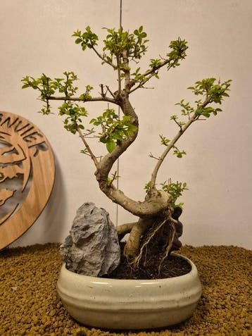 Liguster bonsai (Ligustrum) - Hoogte (boom): 38 cm - Diepte