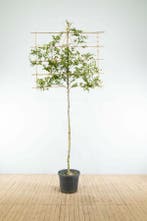 Carpinus betulus leiboom 14/16 190cm stam 150b x 120h
