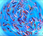 Otsuka  8-10cm (Japanse Koi), Dieren en Toebehoren, Vissen | Vijvervissen, Karper of Koi