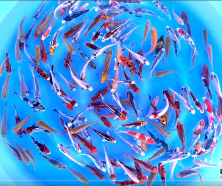 Otsuka  8-10cm (Japanse Koi), Dieren en Toebehoren, Vissen | Vijvervissen, Karper of Koi
