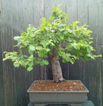 bonsai Pseudocydonia sinensis - Hoogte (boom): 50 cm -