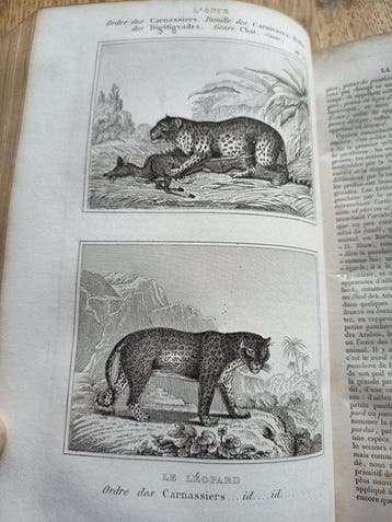 Buffon / G. Cuvier - [700 KOPERGRAVURES] Oeuvres complètes, Antiek en Kunst