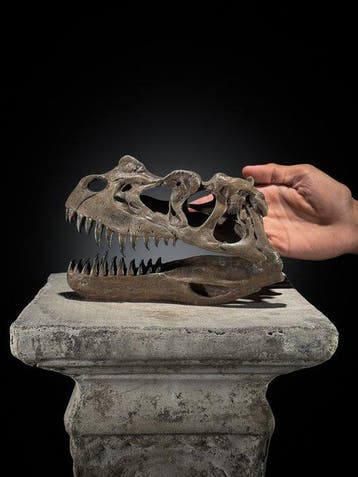 GEEN RESERVEPRIJS - Een replica van een dinosaurus-schedel -