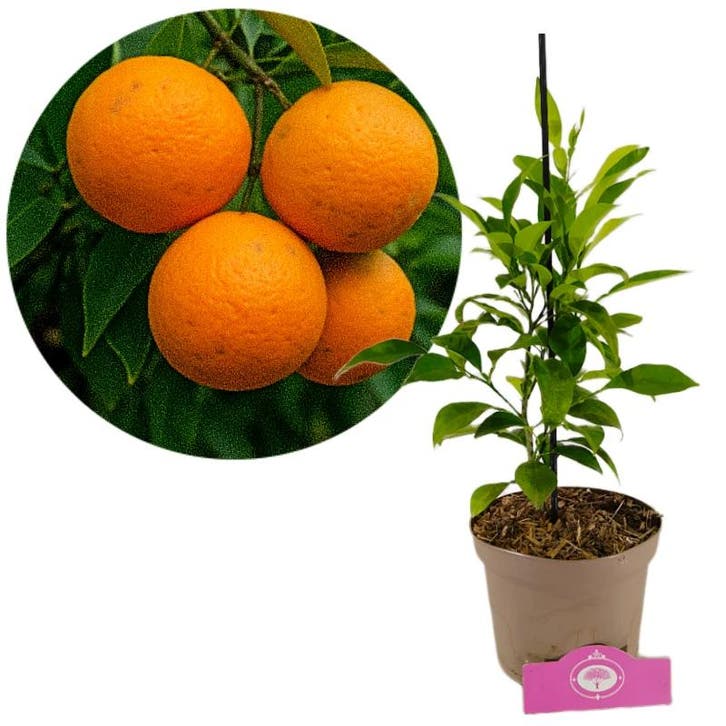 Zure sinaasappel, Tuin en Terras, Planten | Fruitbomen, Volle zon, Verzenden