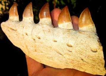 Mosasaurus - Fossiele tand - 130 mm - 80 mm (Zonder, Verzamelen