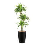 Dracaena Lemon Lime kunstplant, H150cm, Ophalen of Verzenden, Overige soorten, 150 tot 200 cm