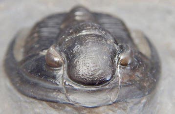 Trilobiet - Gefossiliseerd dier - Cornuproetus cornutus -, Verzamelen, Mineralen en Fossielen