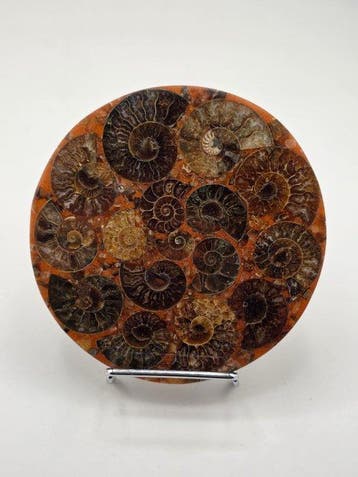 Ammoniet - Gefossiliseerd dier - Aioloceras (Cleoniceras)
